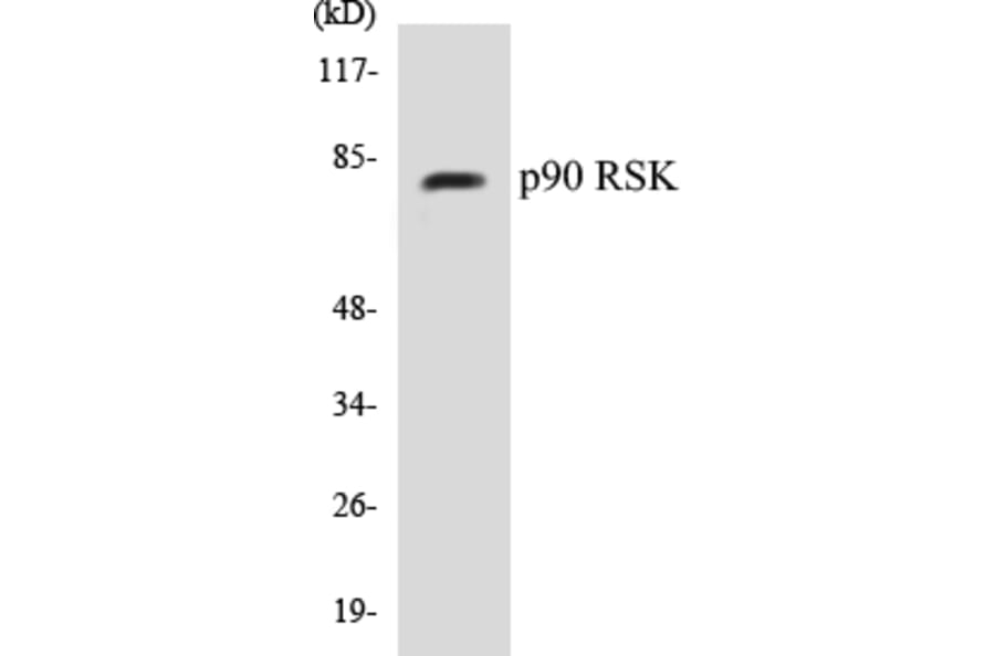 Western Blot - p90RSK Cell Based ELISA Kit (CB5526) - Antibodies.com