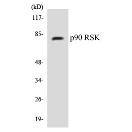 Western Blot - p90RSK Cell Based ELISA Kit (CB5526) - Antibodies.com