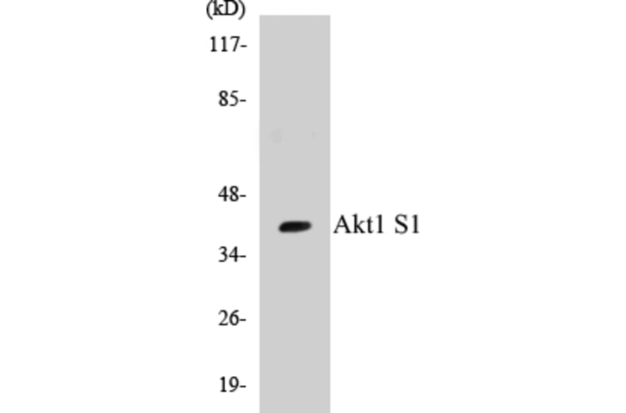 Western Blot - Akt1S1 Cell Based ELISA Kit (CB5029) - Antibodies.com