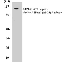 Western Blot - ATP1A1 Cell Based ELISA Kit (CB5058) - Antibodies.com