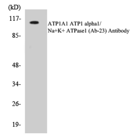 Western Blot - ATP1A1 Cell Based ELISA Kit (CB5058) - Antibodies.com