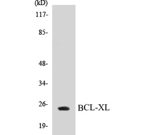 Western Blot - BCL-XL Cell Based ELISA Kit (CB5070) - Antibodies.com