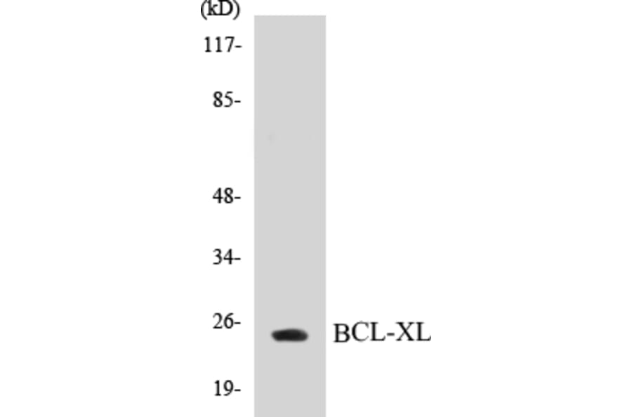 Western Blot - BCL-XL Cell Based ELISA Kit (CB5070) - Antibodies.com
