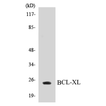Western Blot - BCL-XL Cell Based ELISA Kit (CB5070) - Antibodies.com