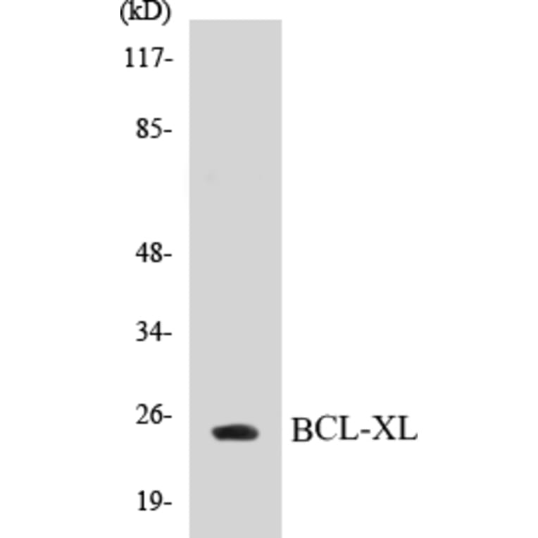 Western Blot - BCL-XL Cell Based ELISA Kit (CB5070) - Antibodies.com