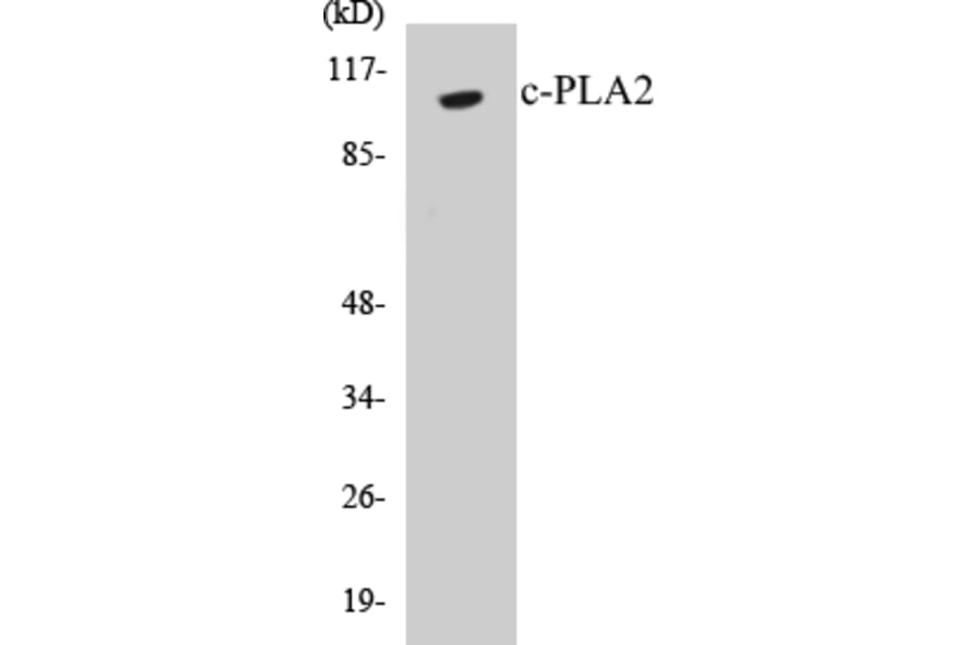 Western Blot - c-PLA2 Cell Based ELISA Kit (CB5167) - Antibodies.com