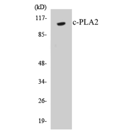 Western Blot - c-PLA2 Cell Based ELISA Kit (CB5167) - Antibodies.com