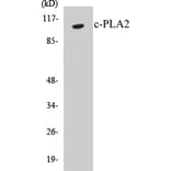 Western Blot - c-PLA2 Cell Based ELISA Kit (CB5167) - Antibodies.com
