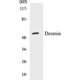Western Blot - Desmin Cell Based ELISA Kit (CB5204) - Antibodies.com