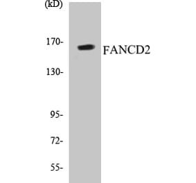 Western Blot - FANCD2 Cell Based ELISA Kit (CB5256) - Antibodies.com