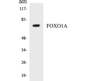 Western Blot - FOXO1A Cell Based ELISA Kit (CB5275) - Antibodies.com