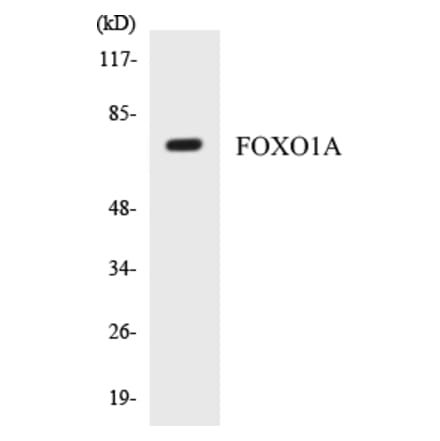 Western Blot - FOXO1A Cell Based ELISA Kit (CB5275) - Antibodies.com