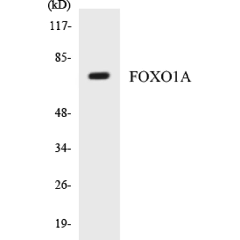 Western Blot - FOXO1A Cell Based ELISA Kit (CB5275) - Antibodies.com