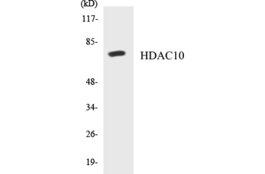 Western Blot - HDAC10 Cell Based ELISA Kit (CB5319) - Antibodies.com