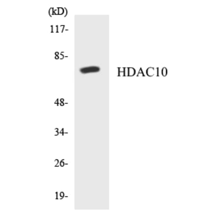 Western Blot - HDAC10 Cell Based ELISA Kit (CB5319) - Antibodies.com