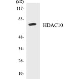 Western Blot - HDAC10 Cell Based ELISA Kit (CB5319) - Antibodies.com