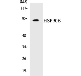 Western Blot - HSP90B Cell Based ELISA Kit (CB5352) - Antibodies.com