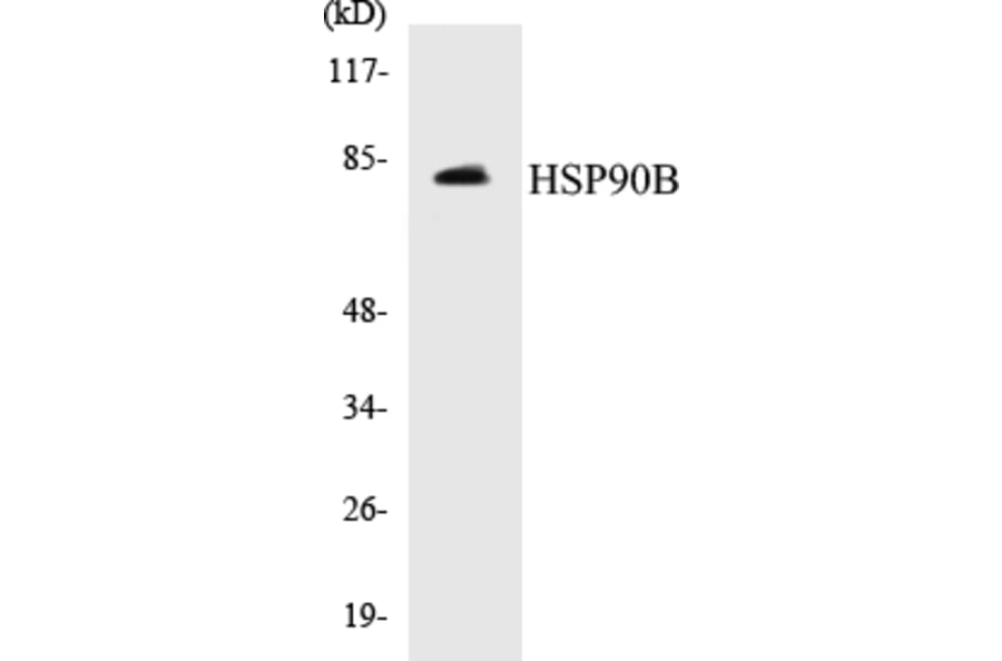 Western Blot - HSP90B Cell Based ELISA Kit (CB5352) - Antibodies.com