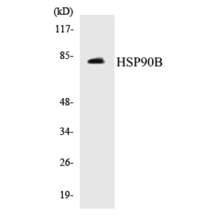 Western Blot - HSP90B Cell Based ELISA Kit (CB5352) - Antibodies.com