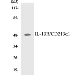 Western Blot - IL-13R Cell Based ELISA Kit (CB5362) - Antibodies.com