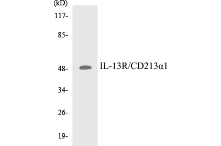 Western Blot - IL-13R Cell Based ELISA Kit (CB5362) - Antibodies.com