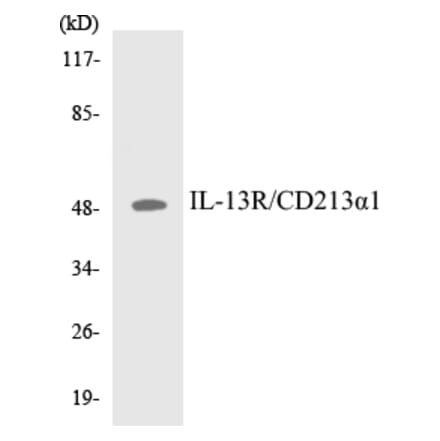 Western Blot - IL-13R Cell Based ELISA Kit (CB5362) - Antibodies.com