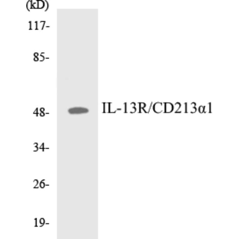 Western Blot - IL-13R Cell Based ELISA Kit (CB5362) - Antibodies.com