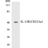 Western Blot - IL-13R Cell Based ELISA Kit (CB5362) - Antibodies.com