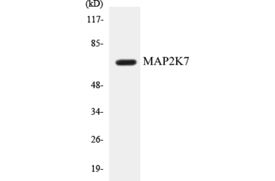 Western Blot - MAP2K7 Cell Based ELISA Kit (CB5424) - Antibodies.com
