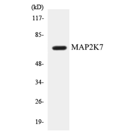 Western Blot - MAP2K7 Cell Based ELISA Kit (CB5424) - Antibodies.com