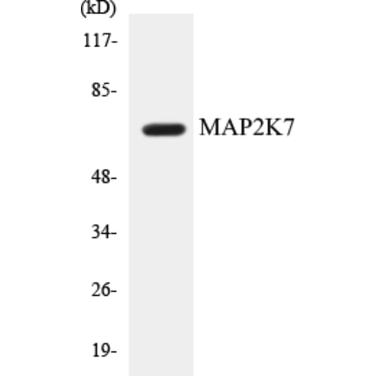 Western Blot - MAP2K7 Cell Based ELISA Kit (CB5424) - Antibodies.com