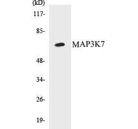 Western Blot - MAP3K7 Cell Based ELISA Kit (CB5425) - Antibodies.com