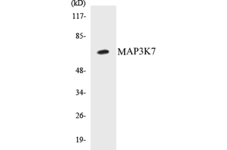 Western Blot - MAP3K7 Cell Based ELISA Kit (CB5425) - Antibodies.com