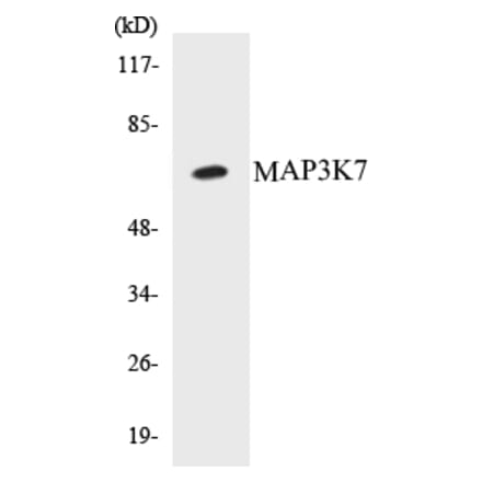 Western Blot - MAP3K7 Cell Based ELISA Kit (CB5425) - Antibodies.com