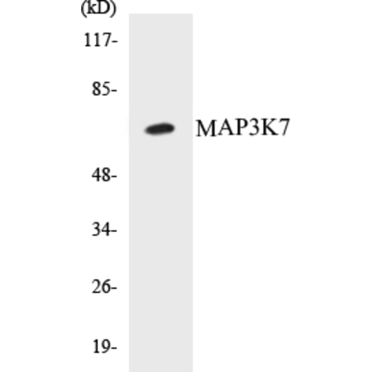 Western Blot - MAP3K7 Cell Based ELISA Kit (CB5425) - Antibodies.com