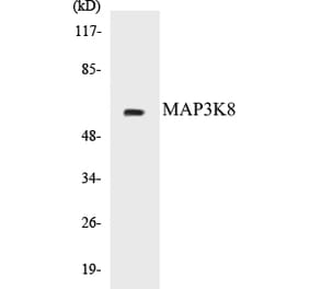 Western Blot - MAP3K8 Cell Based ELISA Kit (CB5426) - Antibodies.com