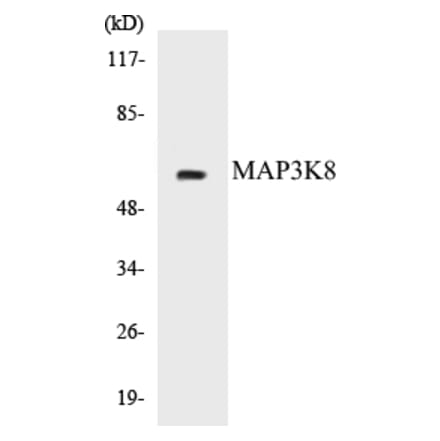 Western Blot - MAP3K8 Cell Based ELISA Kit (CB5426) - Antibodies.com