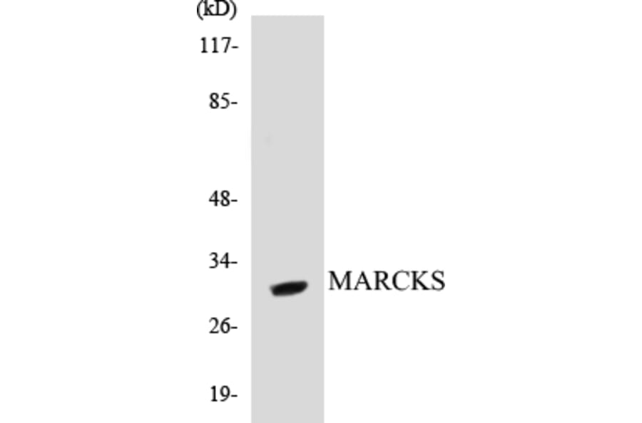 Western Blot - MARCKS Cell Based ELISA Kit (CB5430) - Antibodies.com