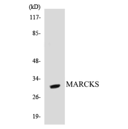 Western Blot - MARCKS Cell Based ELISA Kit (CB5430) - Antibodies.com