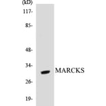 Western Blot - MARCKS Cell Based ELISA Kit (CB5430) - Antibodies.com