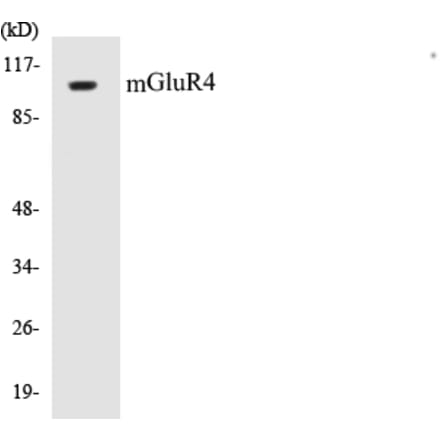 Western Blot - mGluR4 Cell Based ELISA Kit (CB5446) - Antibodies.com