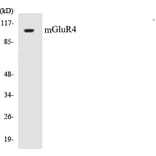Western Blot - mGluR4 Cell Based ELISA Kit (CB5446) - Antibodies.com