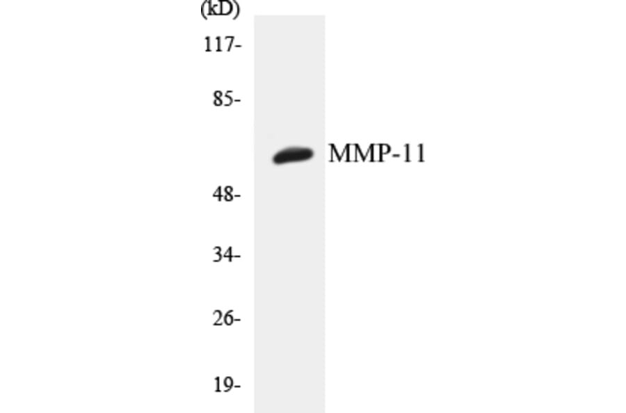 Western Blot - MMP-11 Cell Based ELISA Kit (CB5456) - Antibodies.com