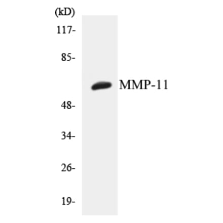 Western Blot - MMP-11 Cell Based ELISA Kit (CB5456) - Antibodies.com