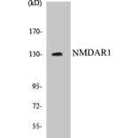 Western Blot - NMDAR1 Cell Based ELISA Kit (CB5492) - Antibodies.com