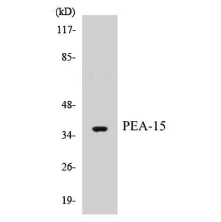 Western Blot - PEA-15 Cell Based ELISA Kit (CB5547) - Antibodies.com
