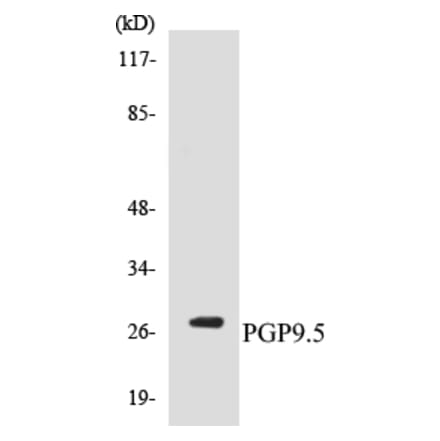 Western Blot - PGP9.5 Cell Based ELISA Kit (CB5551) - Antibodies.com