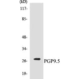 Western Blot - PGP9.5 Cell Based ELISA Kit (CB5551) - Antibodies.com