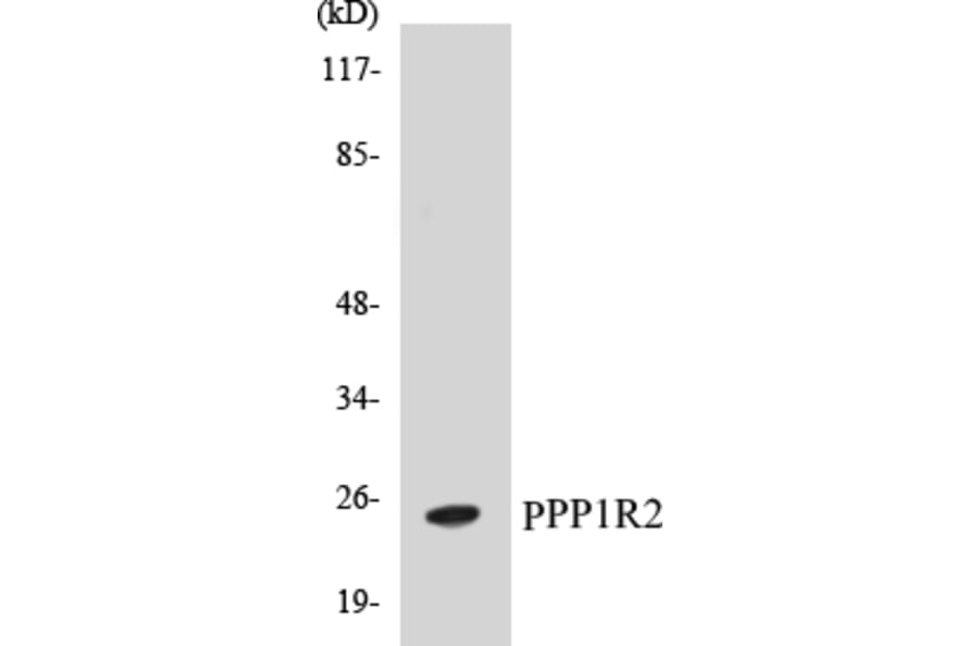Western Blot - PPP1R2 Cell Based ELISA Kit (CB5586) - Antibodies.com