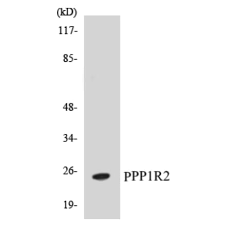 Western Blot - PPP1R2 Cell Based ELISA Kit (CB5586) - Antibodies.com